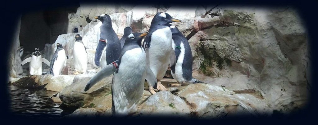 a-tu-per-tu-pinguini