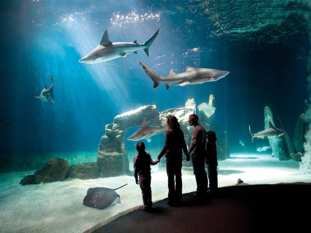 acquario_genova_squali