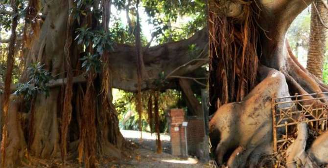 piante-monumentali-bordighera