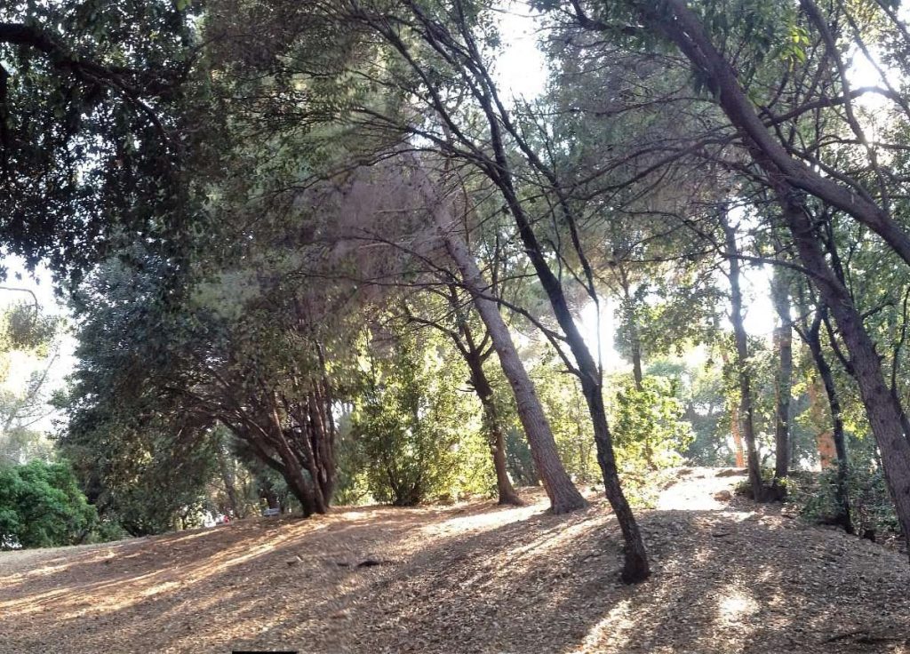 pineta-bottini-celle-ligure
